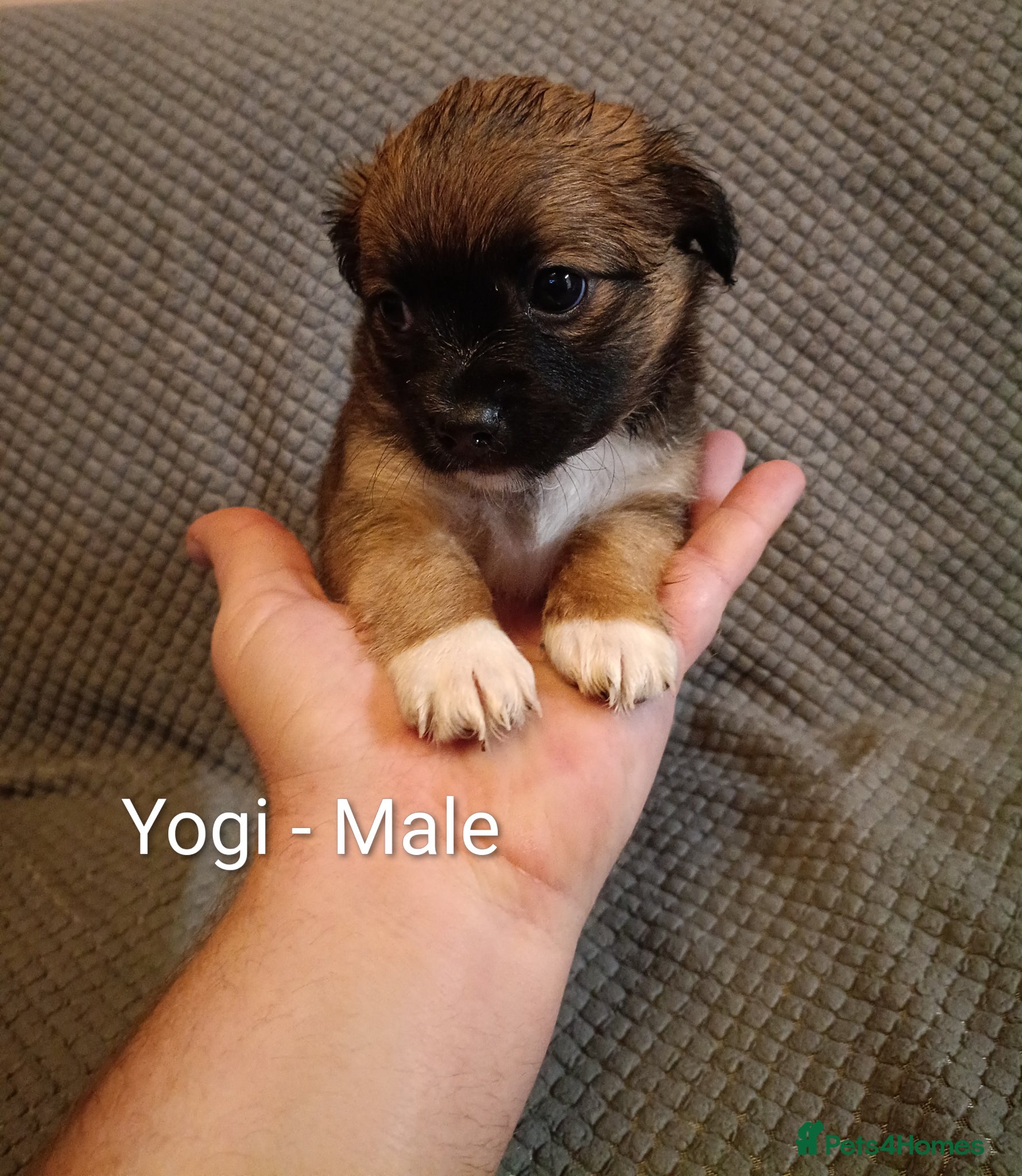 Mixed Breed dogs 5 Jackawawa/Chug puppies for sale - Advert 1