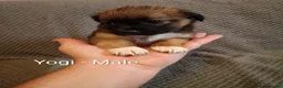 Mixed Breed dogs for sale: 5 Jackawawa/Chug puppies for sale in Sheffield - Advert 1