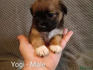 Mixed Breed dogs 5 Jackawawa/Chug puppies for sale - Advert 1