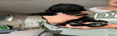 Cockapoo 2