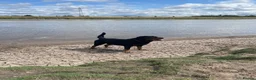 Rottweiler dogs for sale: 5 - Year -Old Pedigree Rottweiler - Advert 3