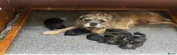 Border Terrier dogs for sale: 5 Border Terrier Puppies - Advert 14