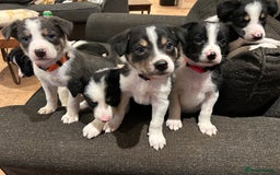 Border Collie dogs for sale: Border collie puppies - Image 3