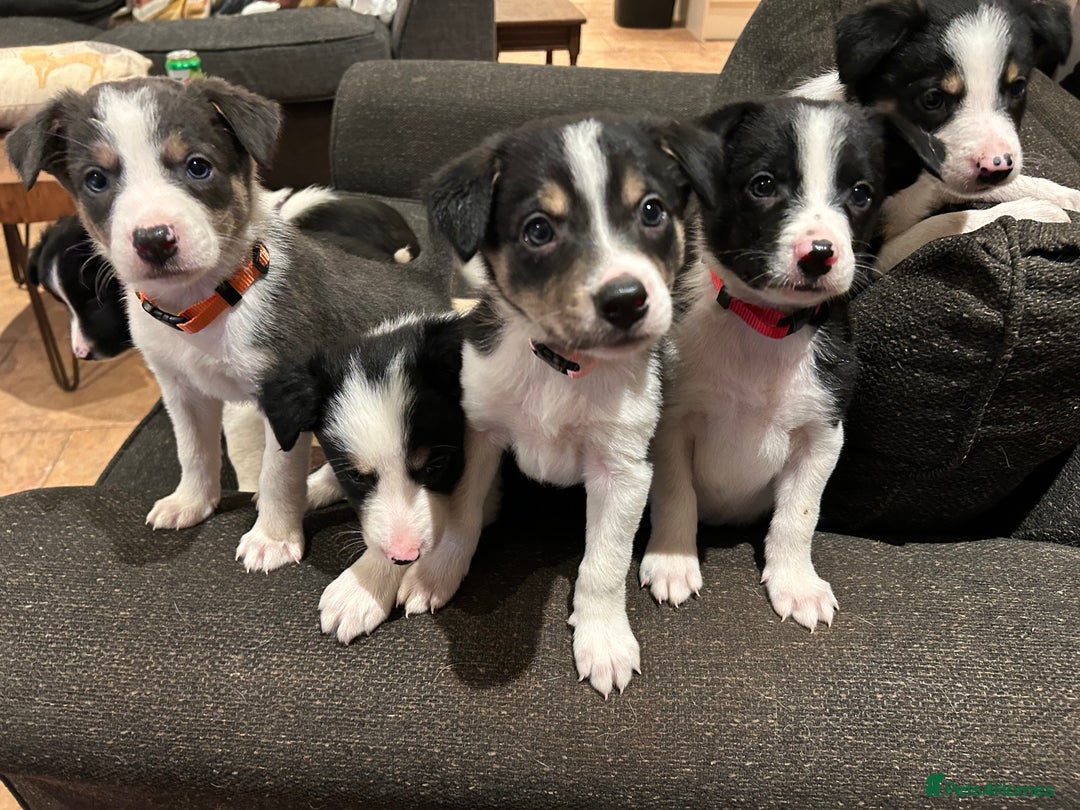 Border Collie dogs for sale: Border collie puppies - Image 3