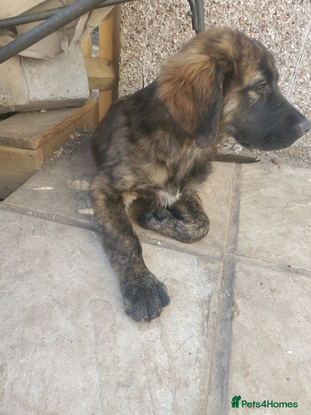 German Shepherd Golden Retriever X Rottweiler Golden Retriever