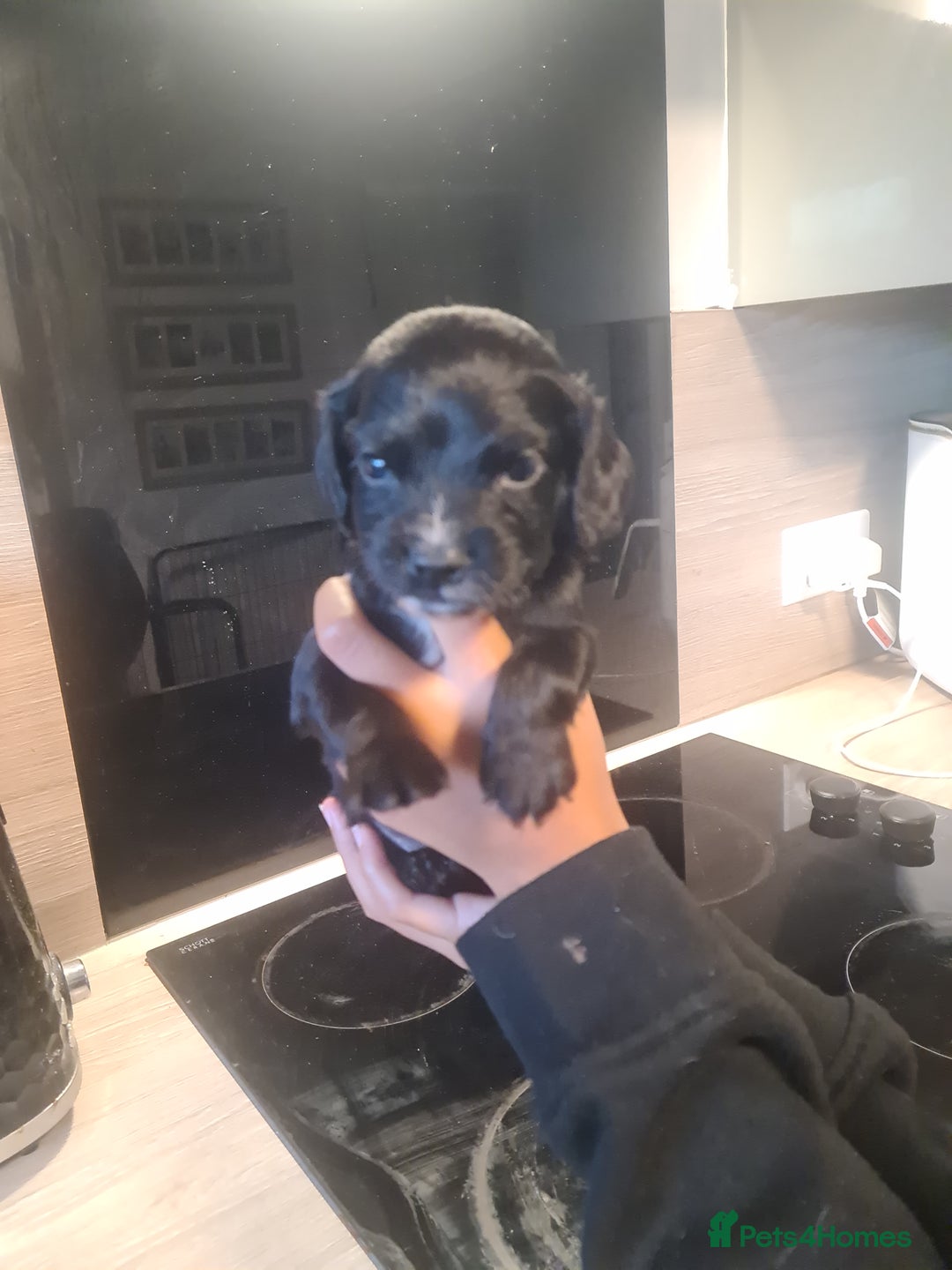 Cocker Spaniel dogs for sale: Cocker Spaniel  - Image 5