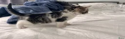 Mixed Breed cats for sale: 3 males, 1 female from loving family home - Advert 10