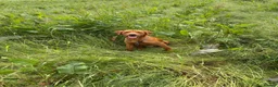 Labrador Retriever dogs for stud: Fox red Labrador  in Ripon - Advert 6