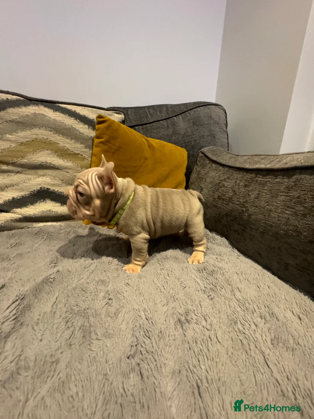 French Bulldog dogs for sale: High quality French bulldogs puppies  - Advert 3