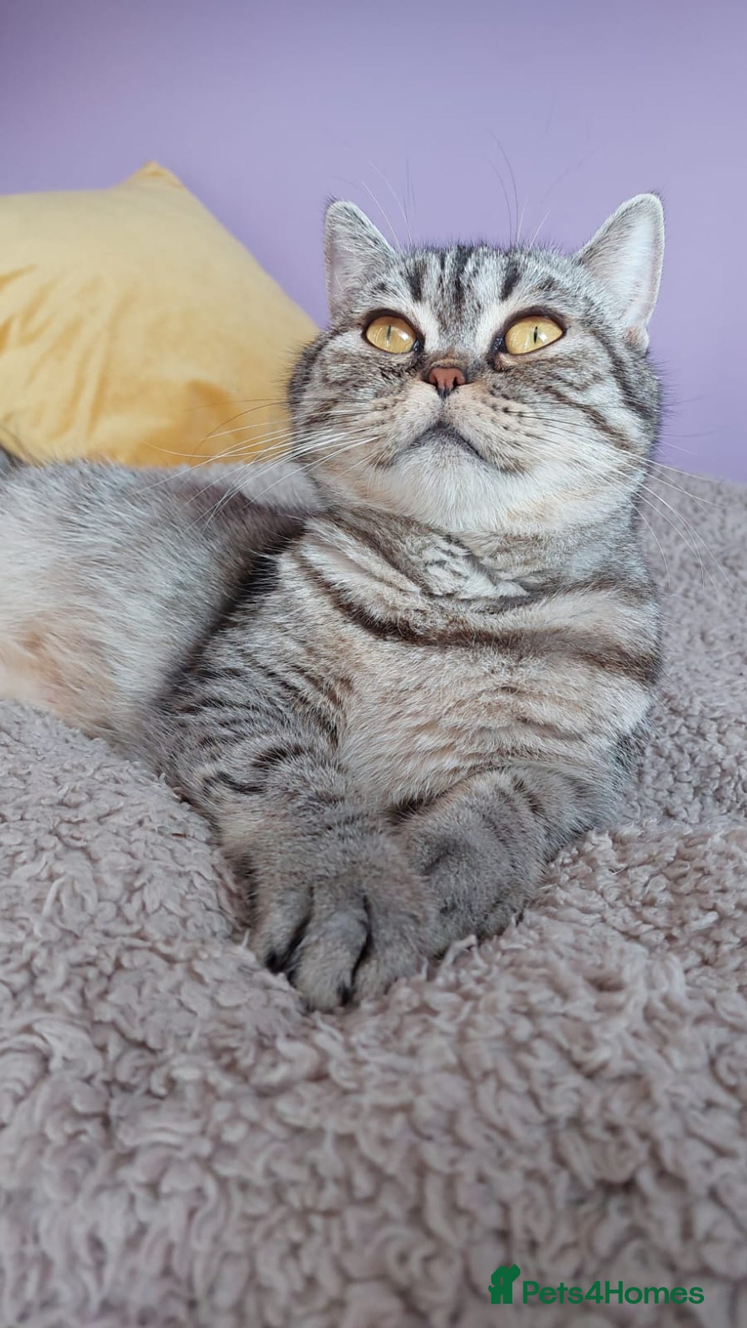 Scottish Fold cats for sale: Beautiful litter of Scottish fold reservation open - Image 13