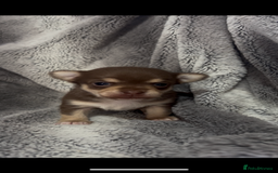 Chihuahua dogs for sale: Chocolate & tan female - Image 4