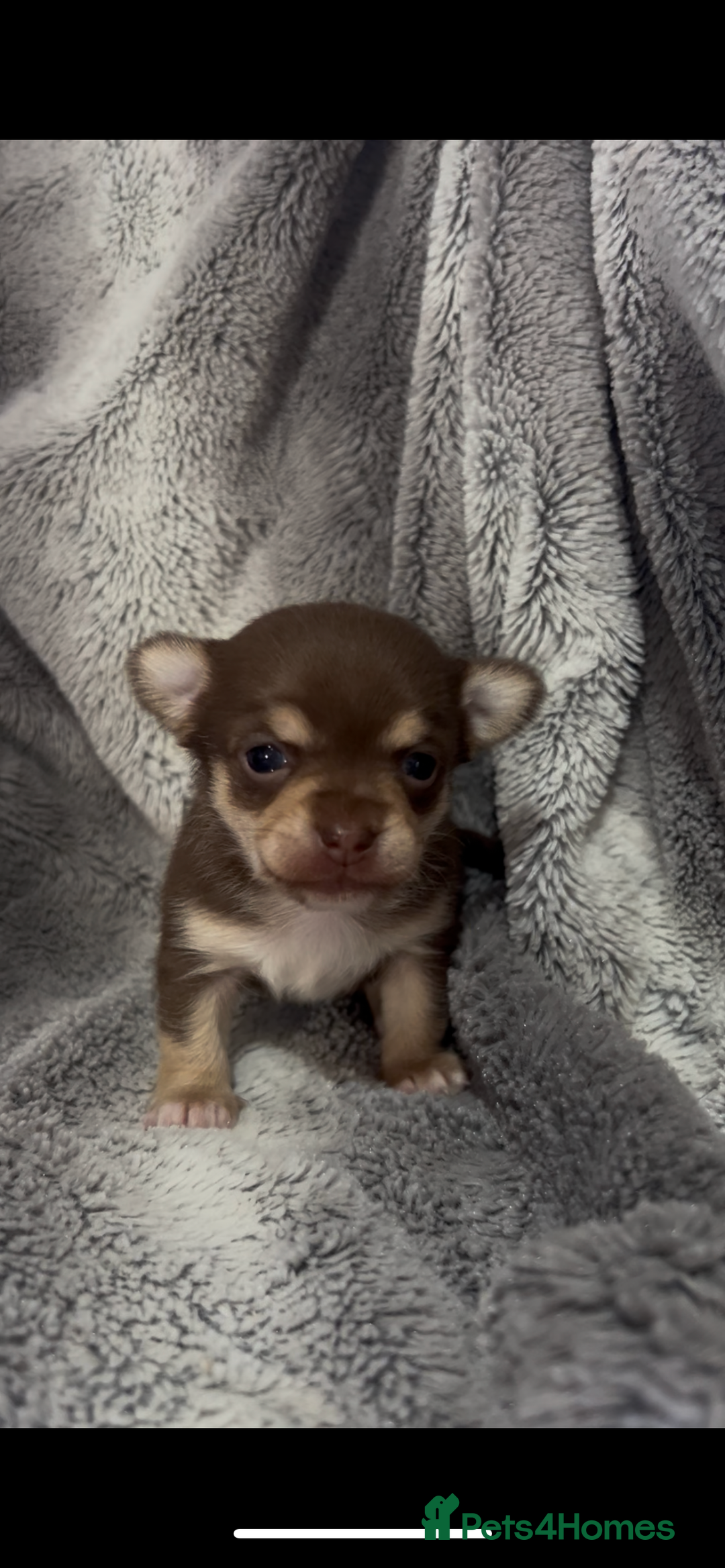 Chihuahua dogs for sale: Chocolate & tan female - Image 4