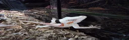 Gecko reptiles for sale: Red Striped Gargoyle Gecko Bioactive Set Up - Advert 4