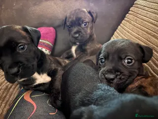 Mixed Breed dogs Staffy cross cane - Advert 1