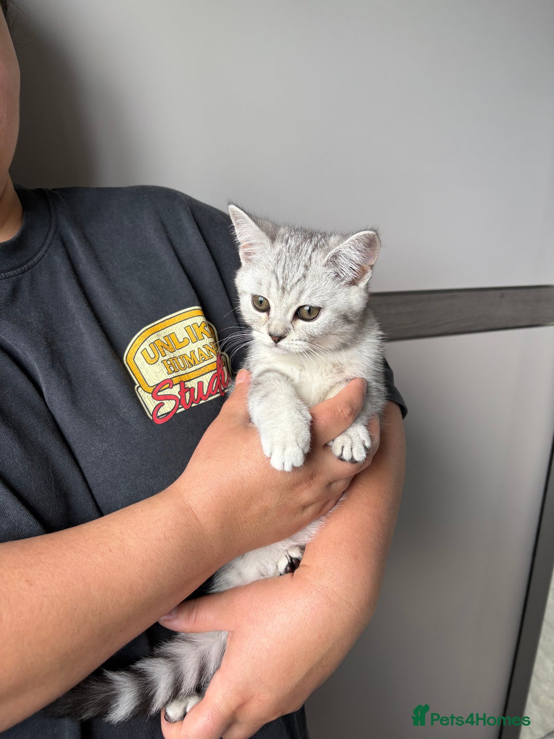 Scottish Fold cats for sale: 5 kittens Ready to find their forever homes  - Image 14