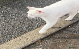 British Shorthair cats for sale: Cats- free to good home  - Image 3