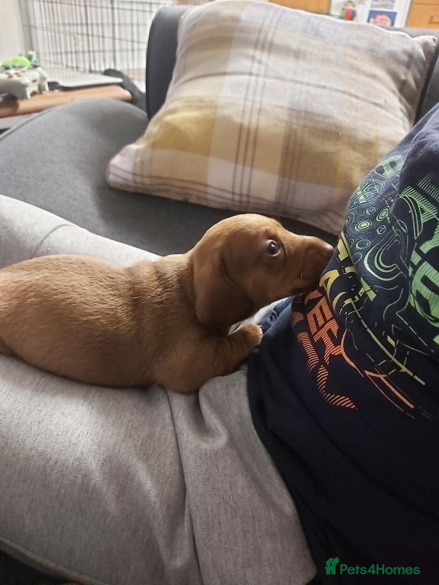 Miniature Dachshund dogs for sale: 2 BOYS LEFT miniature dachshund  - Advert 2