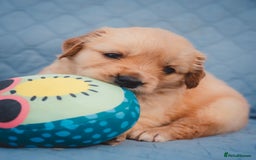 Golden Retriever dogs for sale: Ready now Golden Retriever Puppies KC Dad  - Image 18