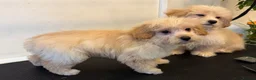 Maltipoo dogs for sale: Rare Red Parti and Biscuit Maltipoo Puppies - Advert 29