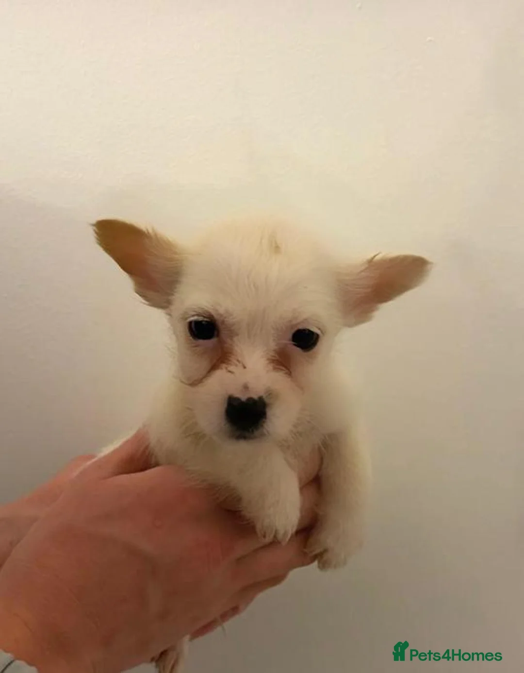 Chihuahua dogs for sale: Chihuahua Puppies  - Advert 3