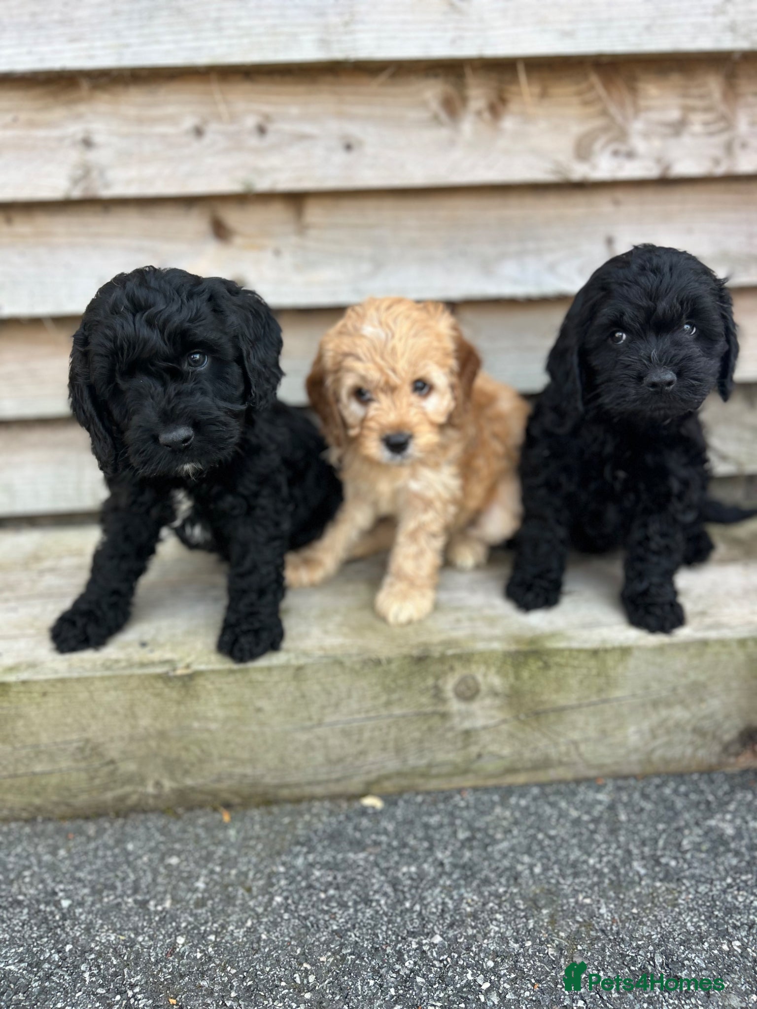 Cockapoo dogs Cockapoo pups f1 - Advert 10