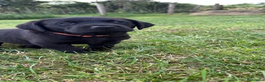 Labrador Retriever 3