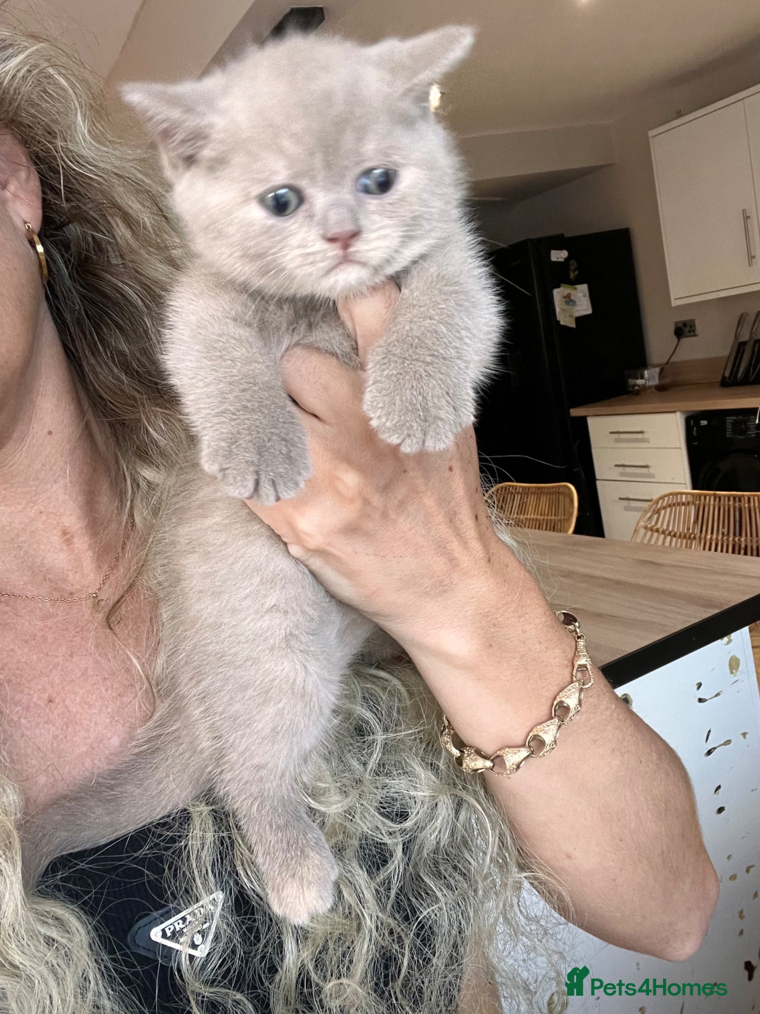 British Shorthair cats 🏆Gccf tortie Fawn Girl  🏆 - Advert 17