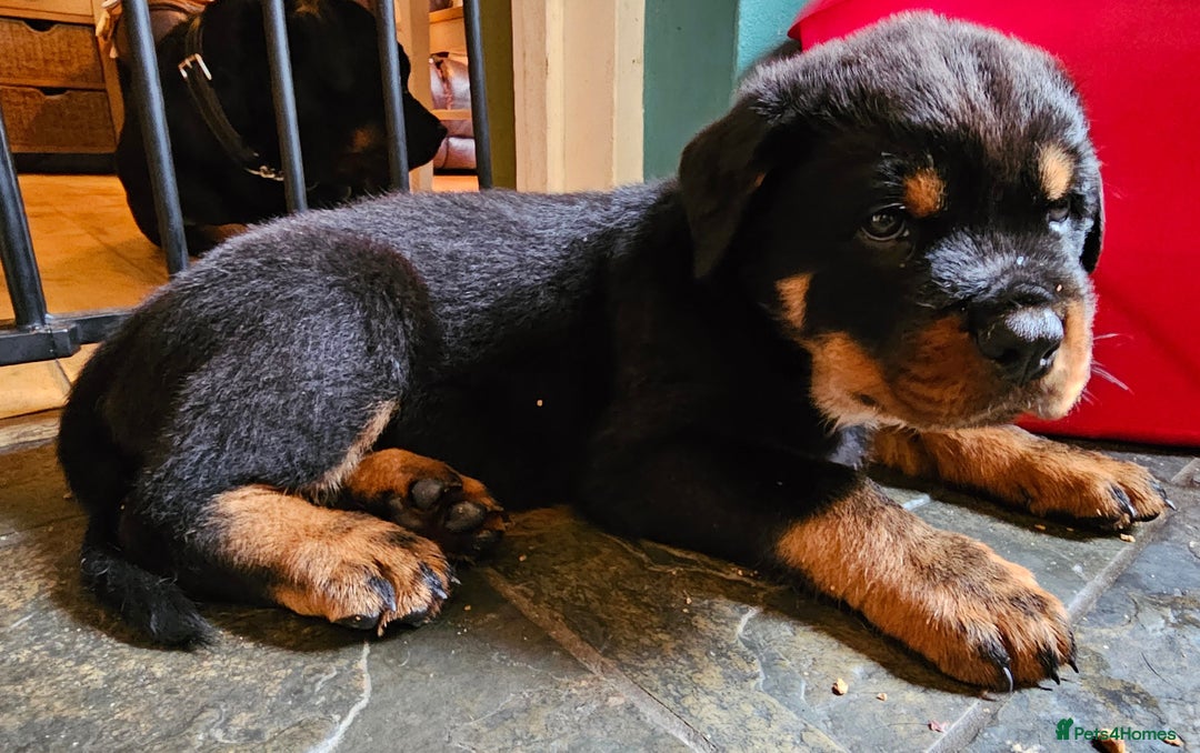 Rottweiler dogs for sale: Rottweiler Puppies in Great Yarmouth - Image 19