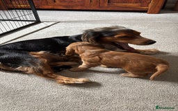Cocker Spaniel dogs for sale: Outstanding FN clear kc reg cocker spaniel puppies - Image 28