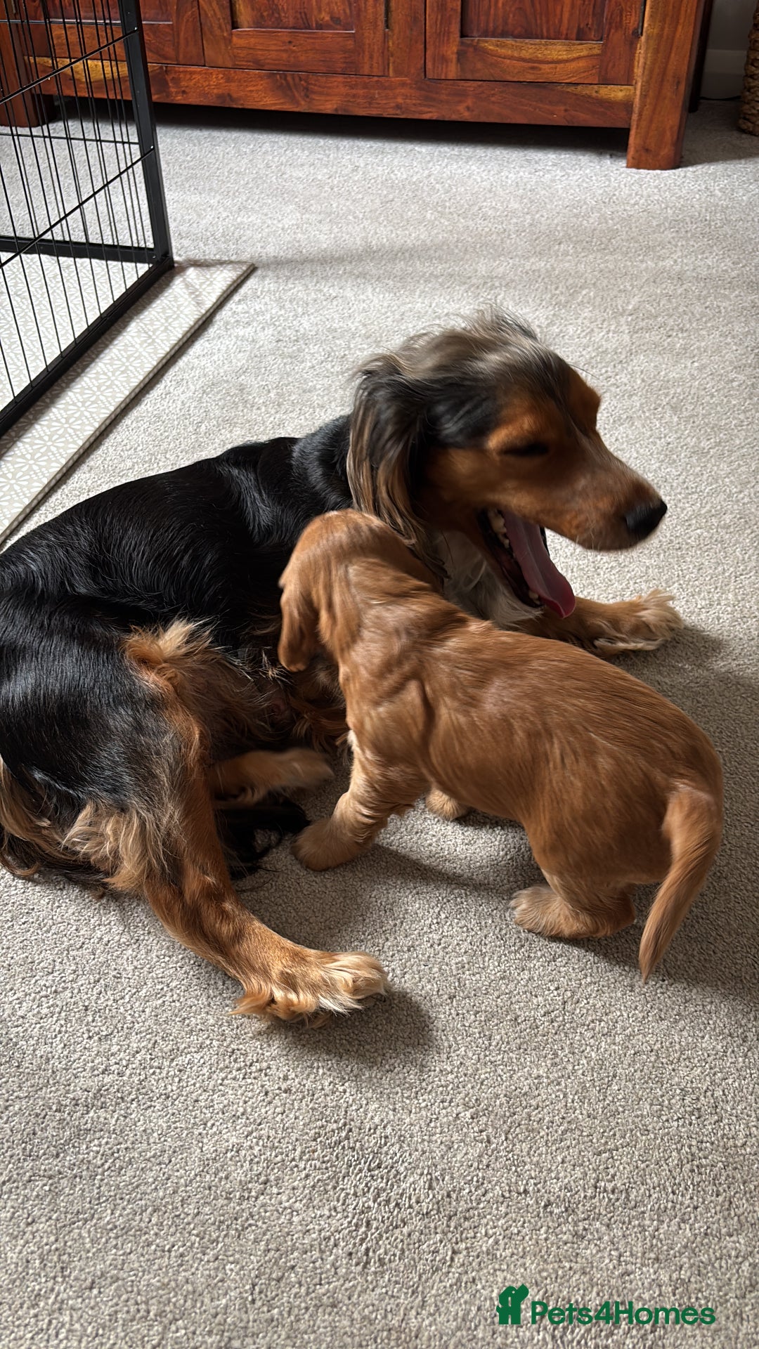 Cocker Spaniel dogs for sale: Outstanding FN clear kc reg cocker spaniel puppies - Image 28