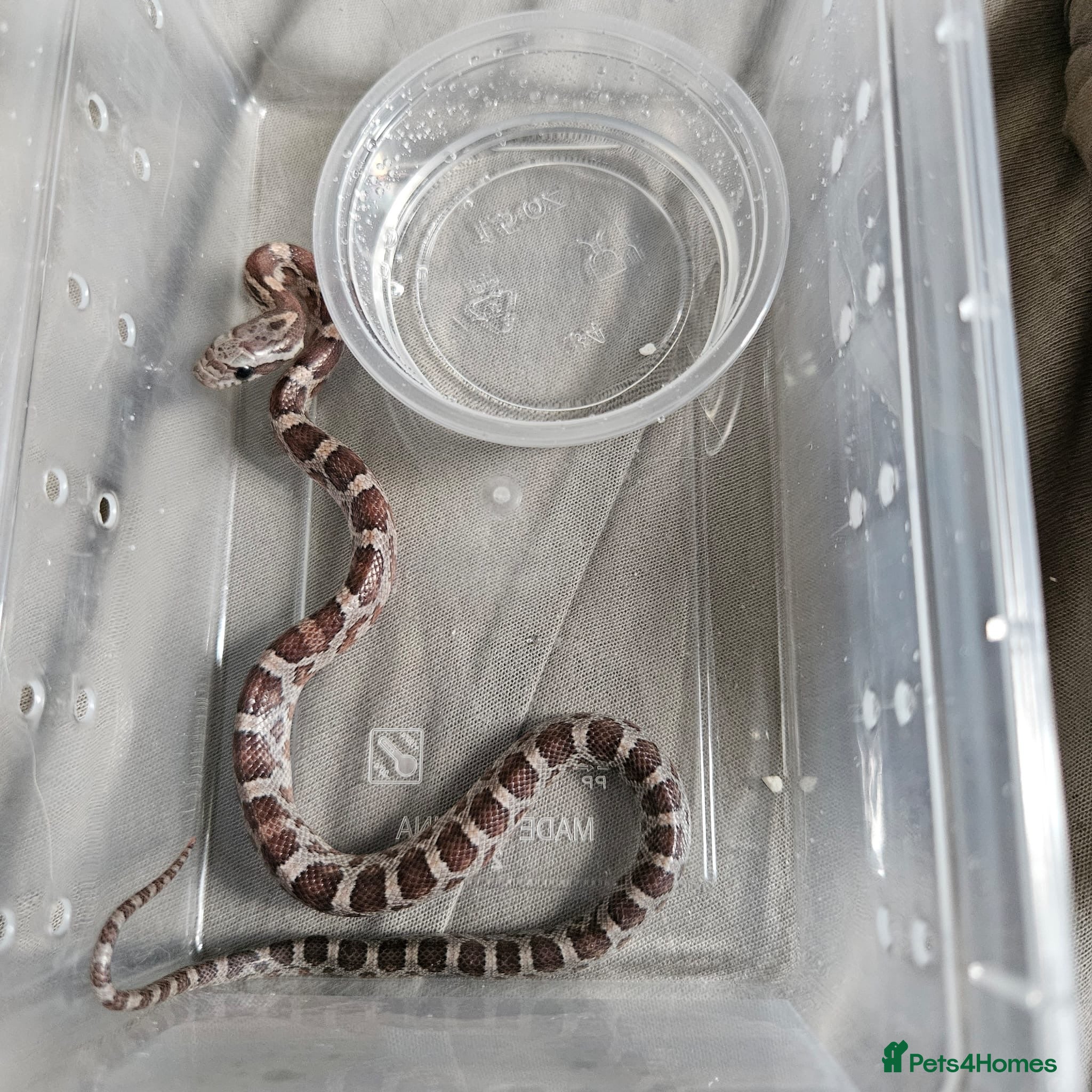 Corn Snake reptiles Corn snake babies for sale  - Advert 1