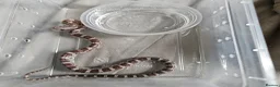 Corn Snake reptiles for sale: Corn snake babies for sale  in Milton Keynes - Advert 1