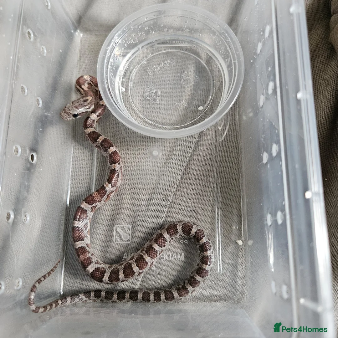 Corn Snake reptiles for sale: Corn snake babies for sale  in Milton Keynes - Advert 1