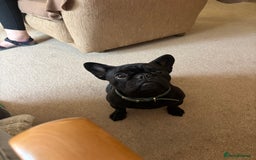 French Bulldog dogs for sale: French bulldog female  - Image 6
