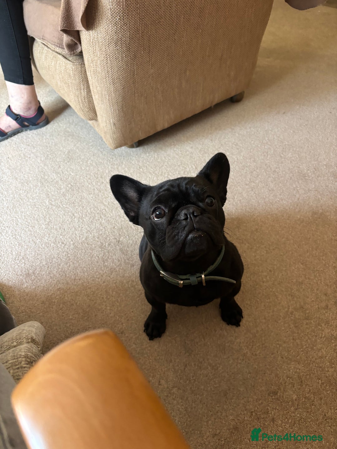 French Bulldog dogs for sale: French bulldog female  - Image 6