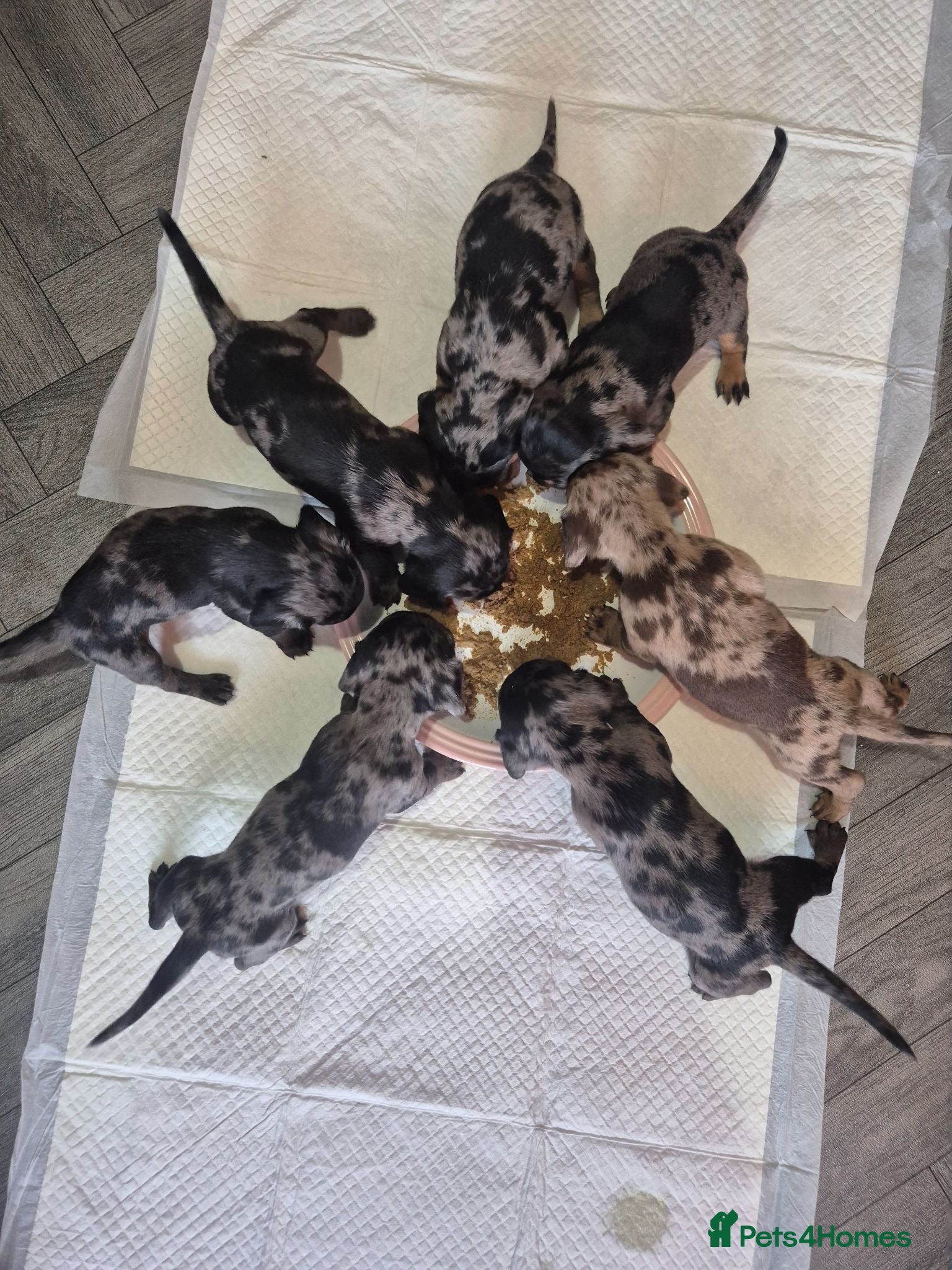 Mixed Breed dogs Doxiepoo pups merle  - Advert 2