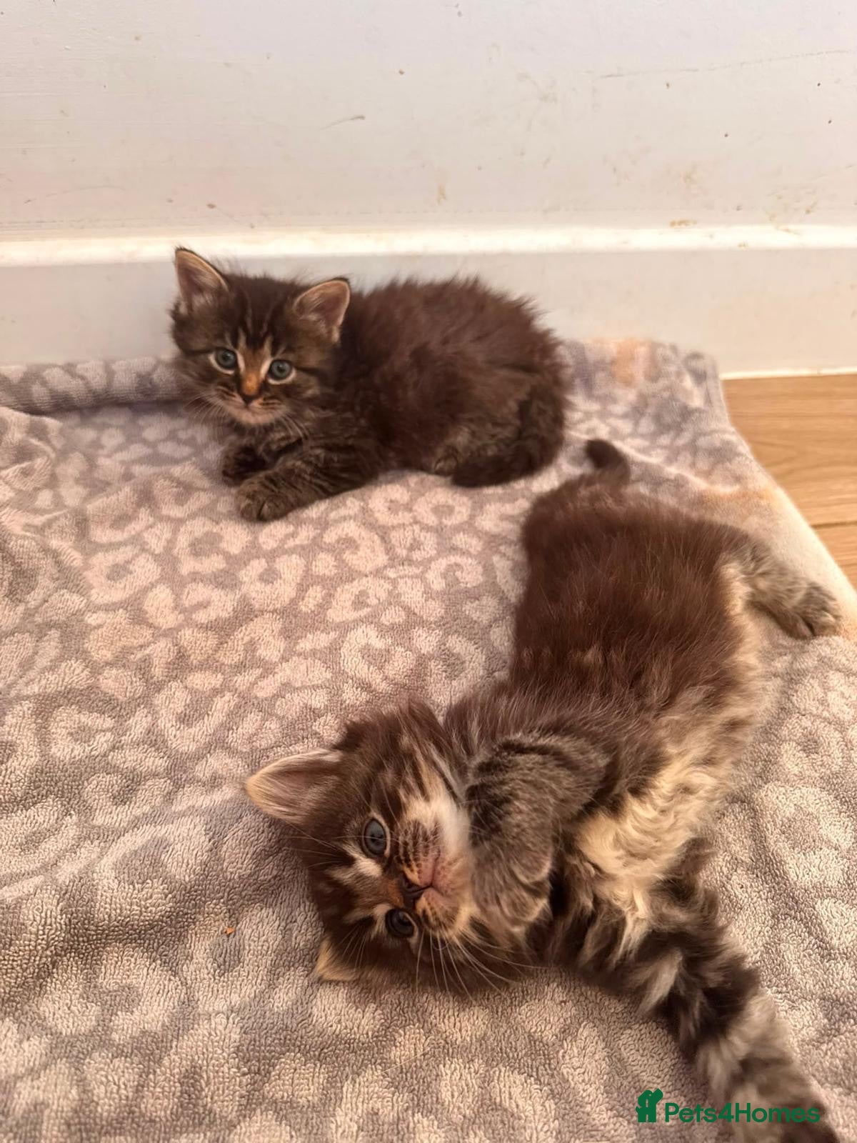 Mixed Breed cats Beautiful kittens looking for forever homes  - Advert 8