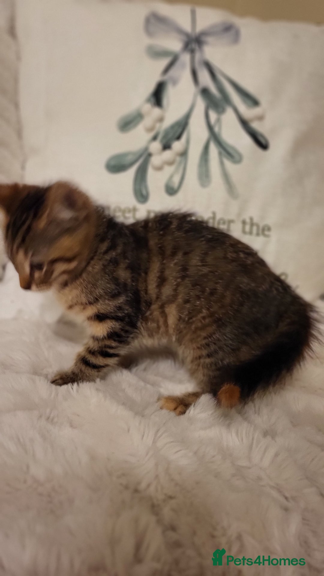 Mixed Breed cats for sale: Kittens READY NOW - Advert 16