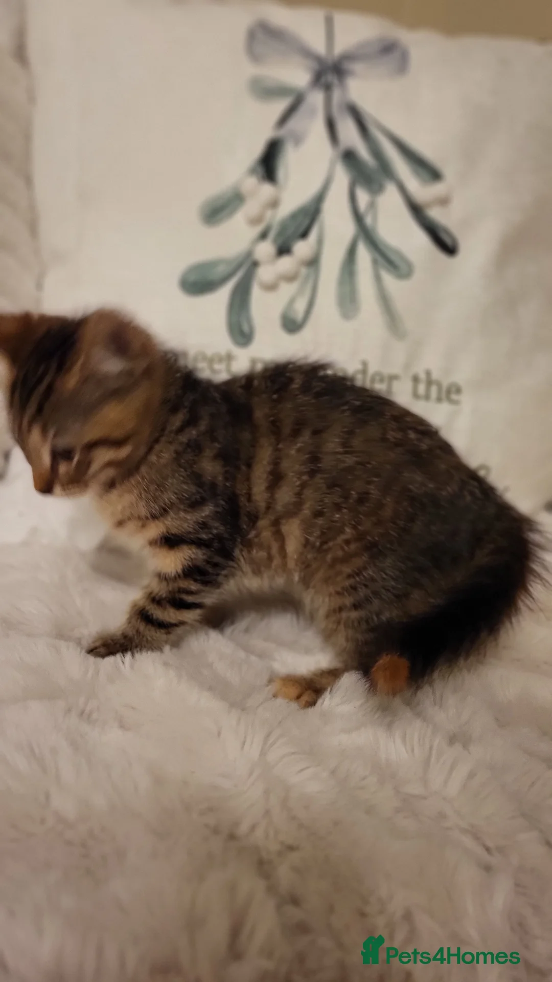 Mixed Breed cats for sale: Kittens READY NOW - Advert 16