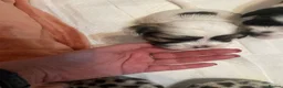 Malshi dogs for sale: Malshi puppies for sale - Advert 4