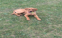 Labrador Retriever dogs for sale: 7 month old lab  - Image 5