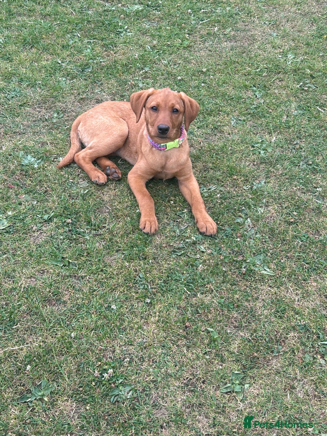 Labrador Retriever dogs for sale: 7 month old lab  - Image 5