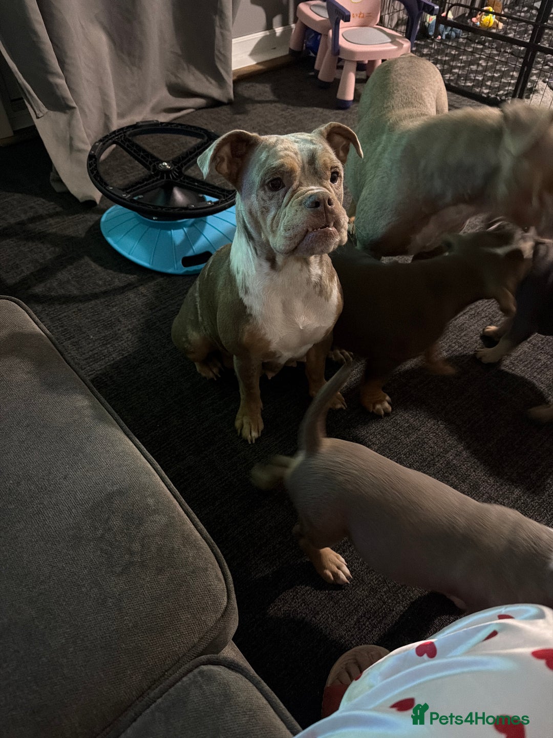 Olde English Bulldogge dogs for sale: Beautiful girls!!  - Advert 5
