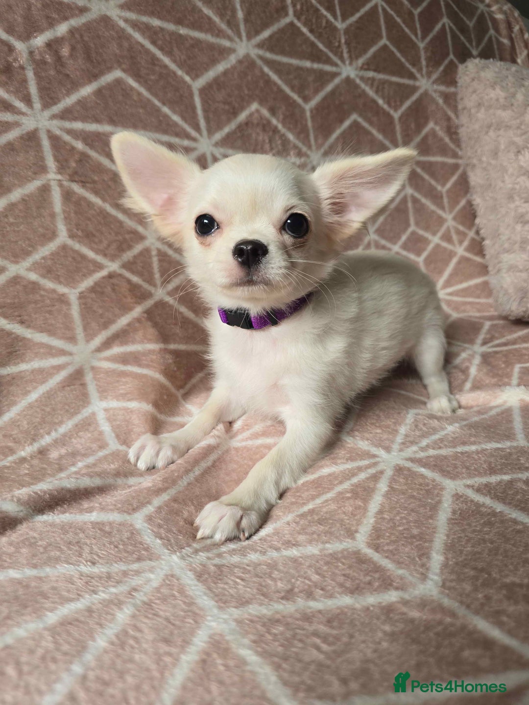 Chihuahua dogs for sale: 3 Handsome (KC) Chihuahua boys left (New photos) - Image 20