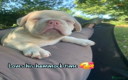 French Bulldog dogs for sale: Family Raised EA Pink English cross French Bulldog - Image 12