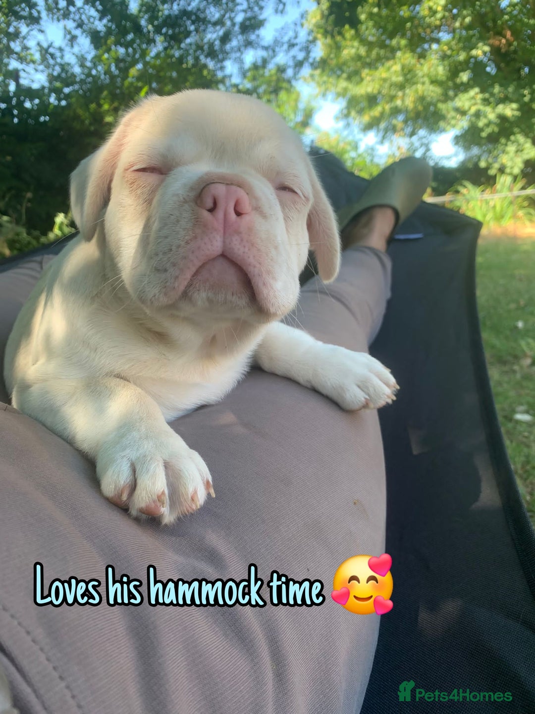 French Bulldog dogs for sale: Family Raised EA Pink English cross French Bulldog - Image 12