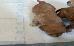 Cockapoo dogs for sale: Cockapoo - Image 3