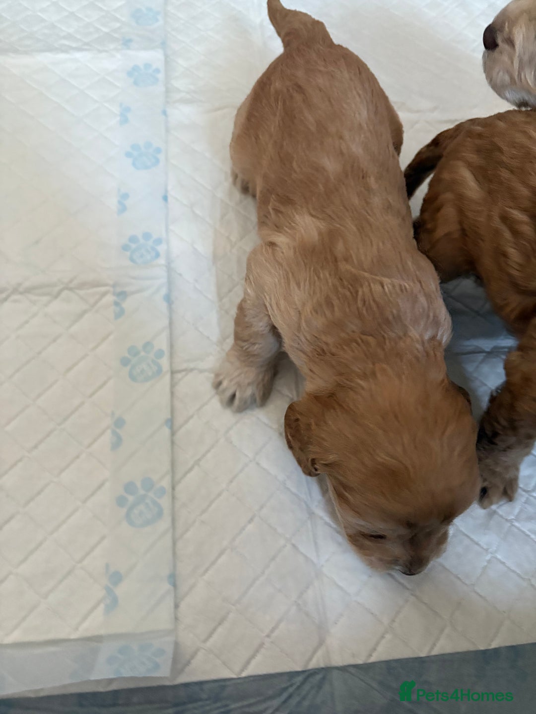 Cockapoo dogs for sale: Cockapoo - Image 3