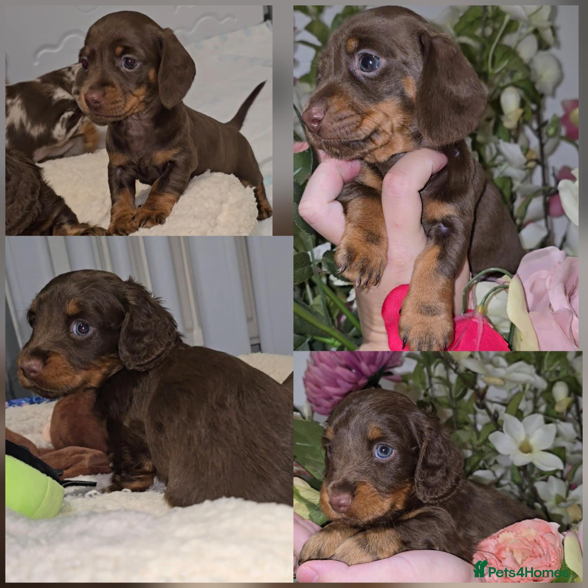 Miniature Dachshund dogs MINIATURE DACHSHUND PUPS,LONG&SHORT HAIRED - Advert 15