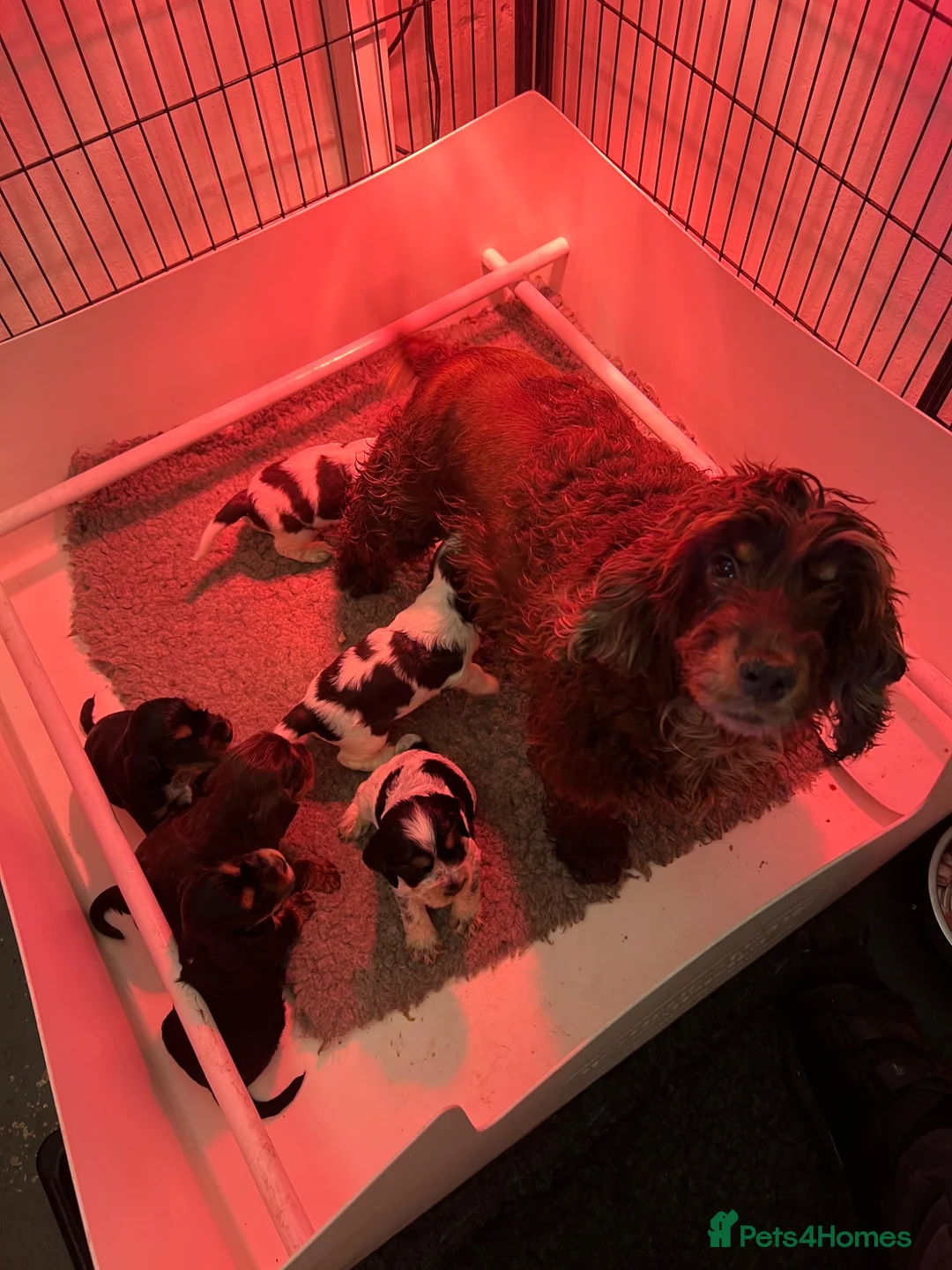 Cocker Spaniel dogs for sale: Show Type Cocker Spaniel Puppies - Advert 2